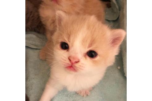 成約済の大阪府のセルカークレックス-7256の3枚目